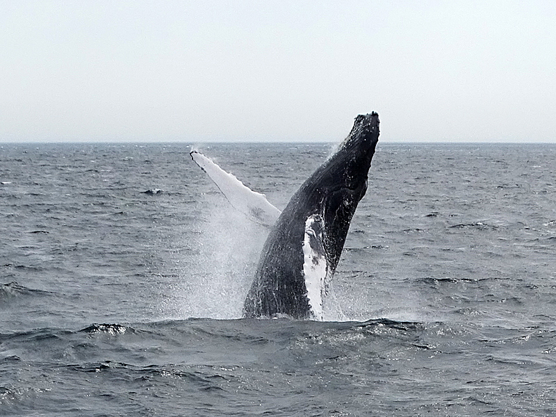 Humpback whale breaching